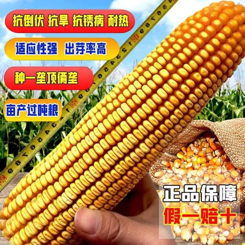 国审高产玉米种子双胞胎基因抗病郑单958矮杆大棒农科院推荐品种