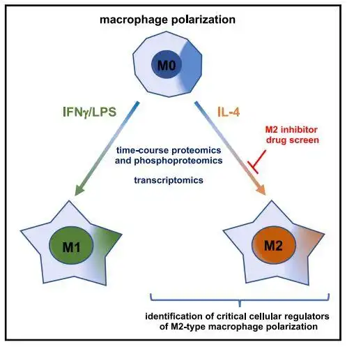 巨噬细胞极化机制的整体特征和m2型极化抑制剂的鉴定