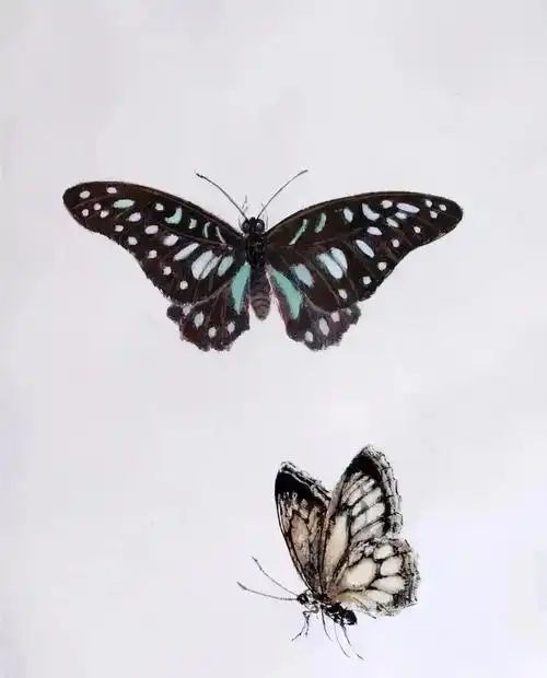 众多工笔蝴蝶图,美如百花仙子舞翩跹!