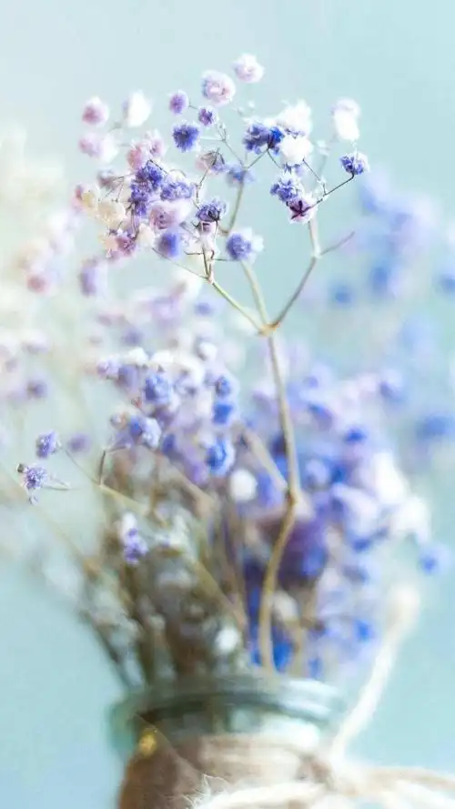 唯美爱情花朵满天星,锁屏图片,手机壁纸,植物-回车桌面