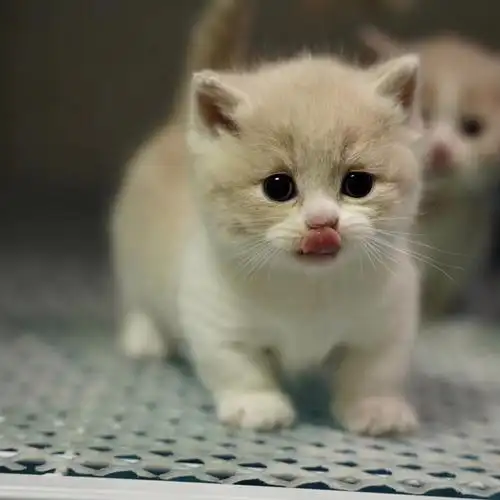 曼基康曼赤肯矮脚乳白蓝白纯白橘猫短毛小短腿小奶猫活体宠物幼崽