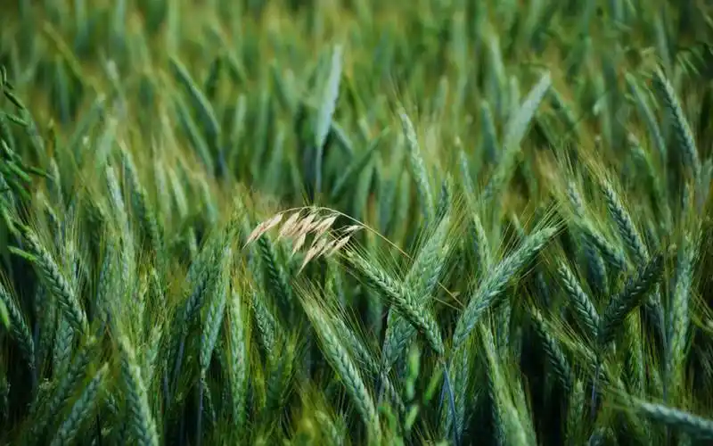 绿色护眼麦田风景高清图片桌面壁纸