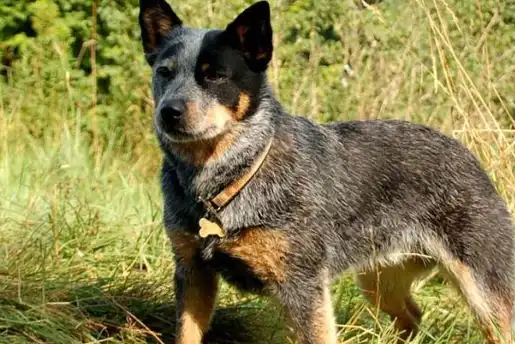 原创最像土狗的4种名犬在路上看到了赶紧捡回家