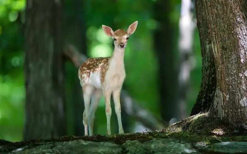 可爱梅花鹿高清摄影图片桌面壁纸