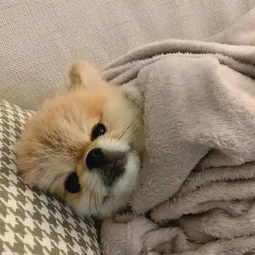 狗子头像可爱又憨憨的狗子头像奶凶奶凶可爱情侣狗子头像