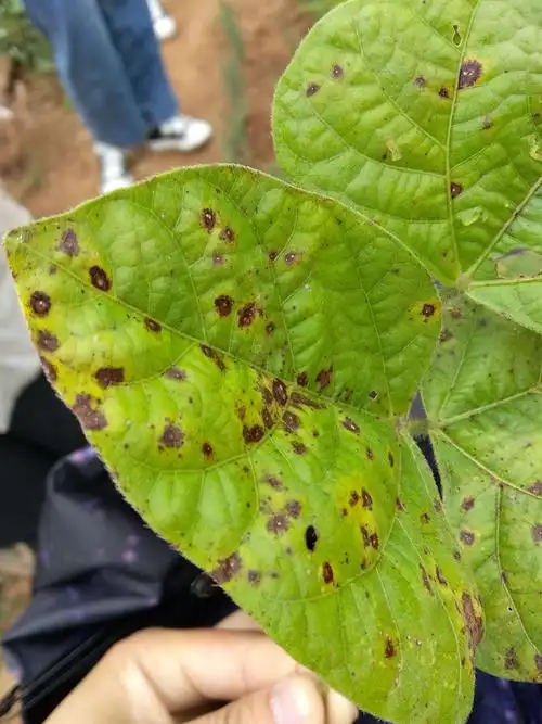 普通植物病理学Ⅰ实习作业植物保护一班李迪20182211130