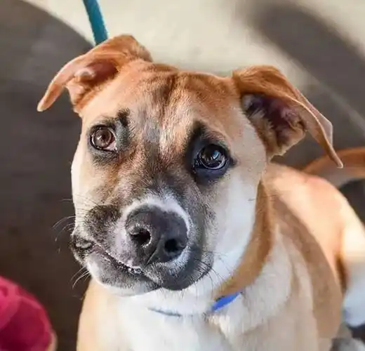 狗狗天生嘴歪脸斜好不容易被领养又遭退养但笑容超有感染力