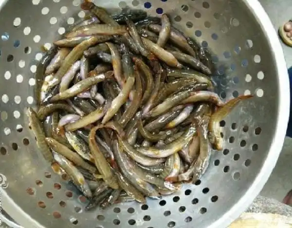 一根竹棍几条蚯蚓就能钓到这么多野生钢鳅鱼