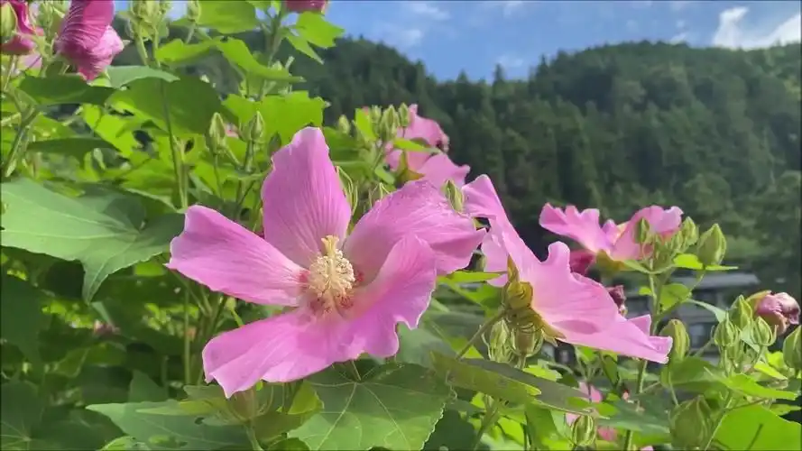 一首经典情歌触不到你的温柔