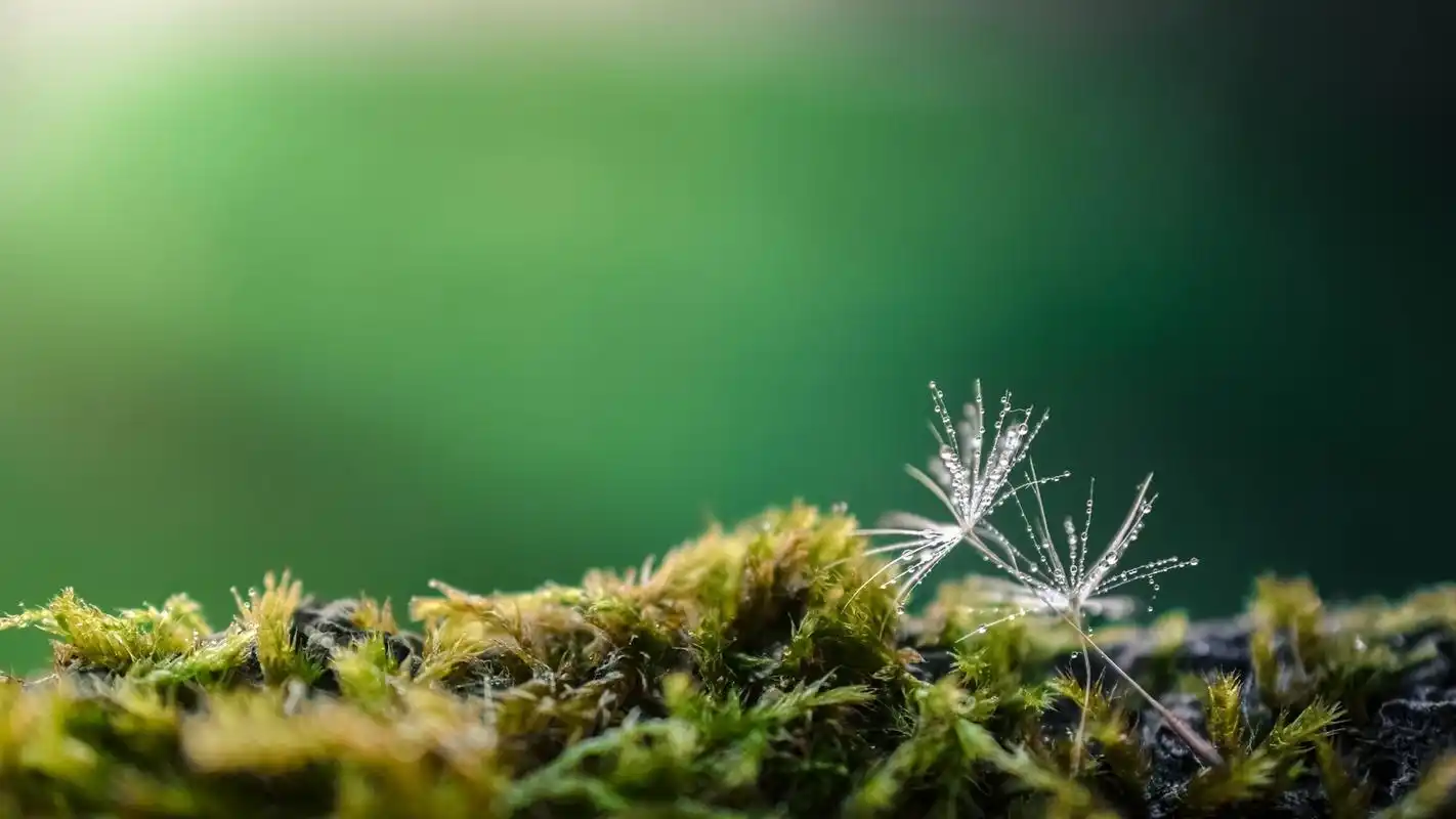 39m上传时间:2020-06-16壁纸标签:护眼蒲公英绿色自然风景桌面壁纸