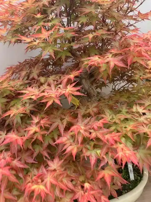 我要上热门#精品矮霸红千鸟