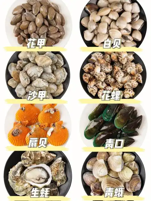 16种常见食用贝类丨超市看到一眼能辨清