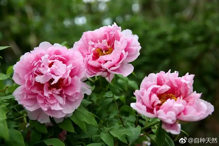 的花,原谅鄙人见识少,还是会选牡丹,哈哈~(拍于@中国科学院华南植物园