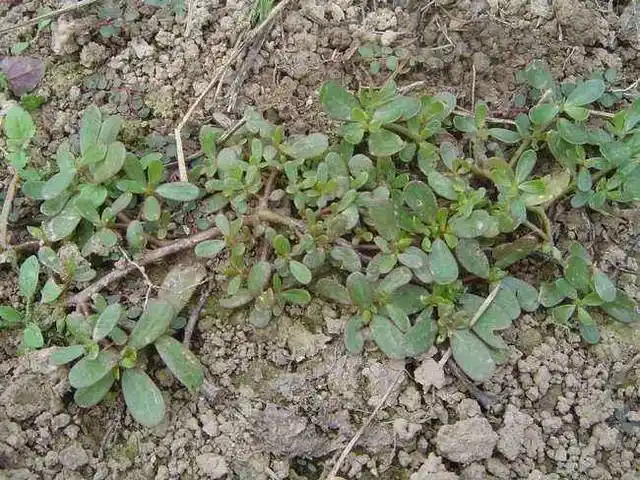 农村有种叫瓜子菜的植物, 和瓜子一点关系都没有, 但却是一种美食