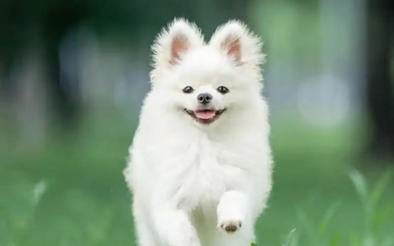 没有女生可以拒绝自己家小狗可爱的照片,如果有就多拍几张!