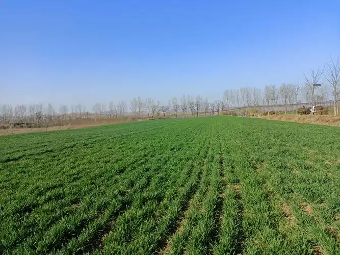 春天从一片绿油油的麦田走来.许你恬淡的暖阳在每一片叶子上轻轻跳动.