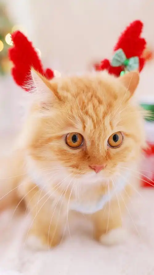 毛绒绒可爱猫咪呆萌手机壁纸图片