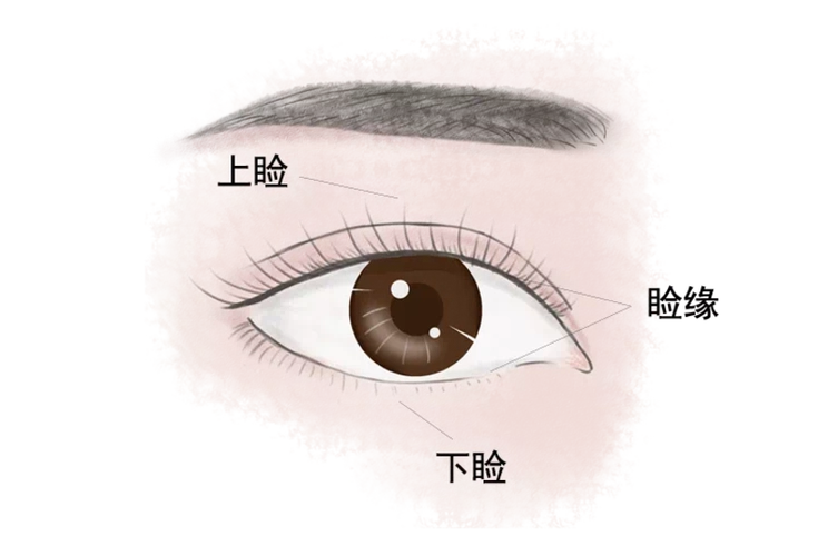 眼睑病