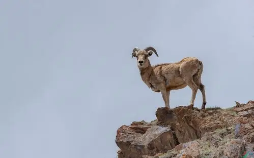 岩石上的盘羊