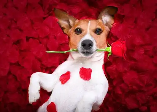 躺在玫瑰花上的可爱狗狗