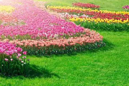 郁金香盛开的花场,绿草茵茵的美丽春天花园.在背光温暖的日光光.