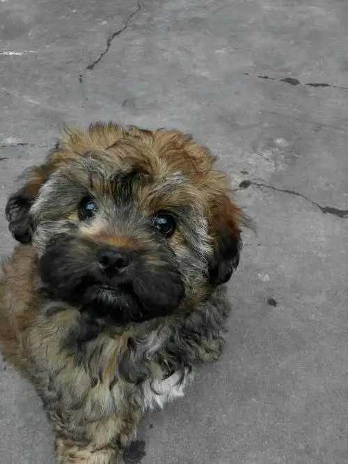 1 分钟前 丶甜甜大人|来自手机知道|三级 中华田园犬,也就是小土狗