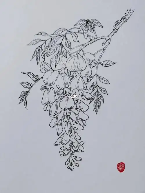 钢笔画练习紫藤