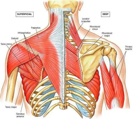 肩胛骨稳定性训练提升上肢力量的秘诀