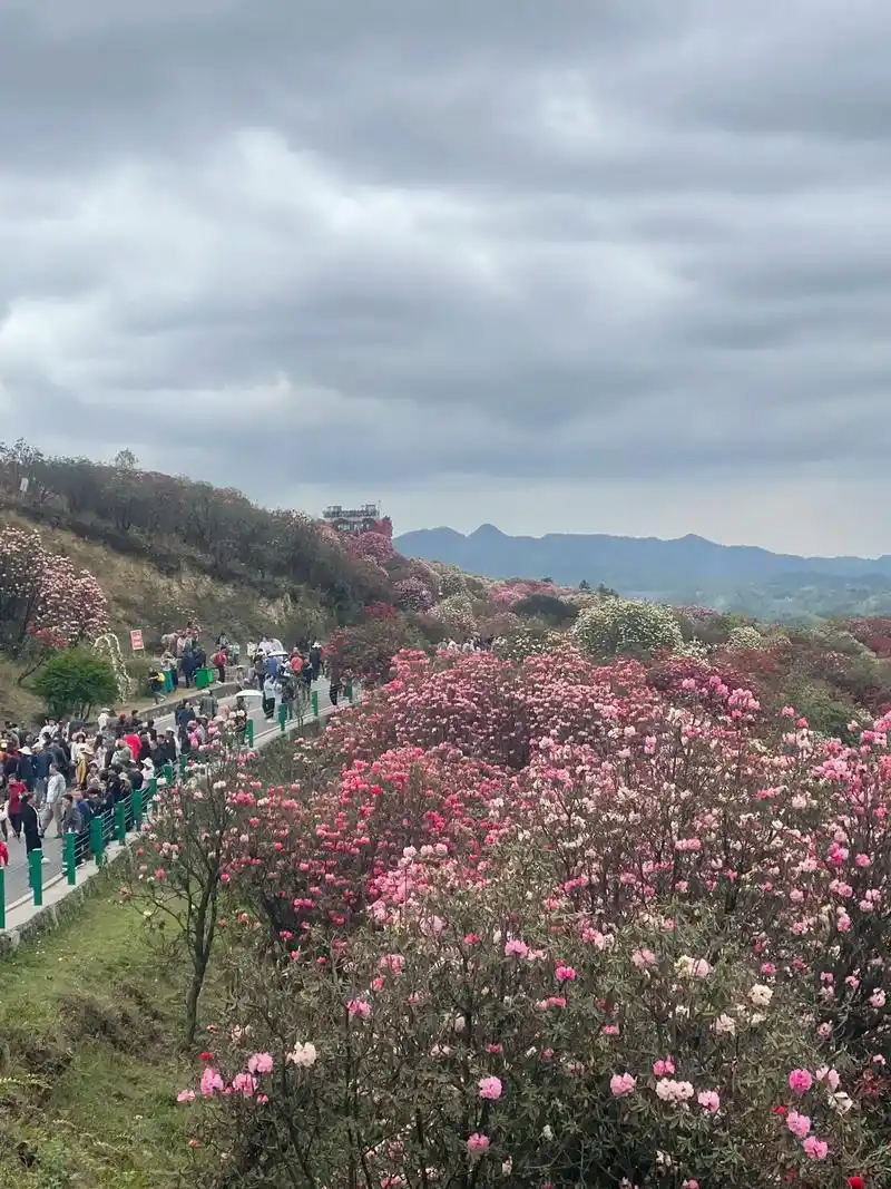 总要见一面吧,杜鹃花开的季节!#贵州百里杜鹃花海美 - 抖音