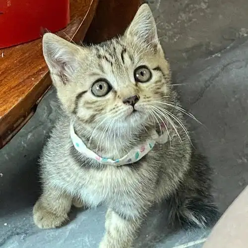 留了一直最能吃的,果然真的好能吃 还好会撒娇#狸花猫  #英短蓝猫