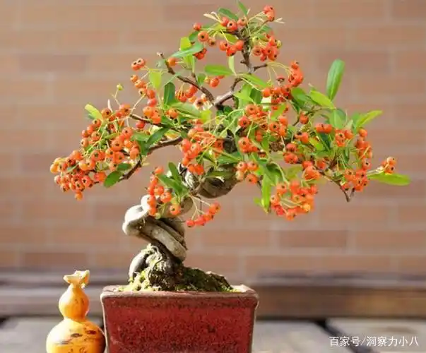 花果俱美的火棘剪根枝条也能长半年蟠扎成苍劲小盆景