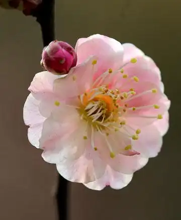 梅花品种分类及花卉图片大全4