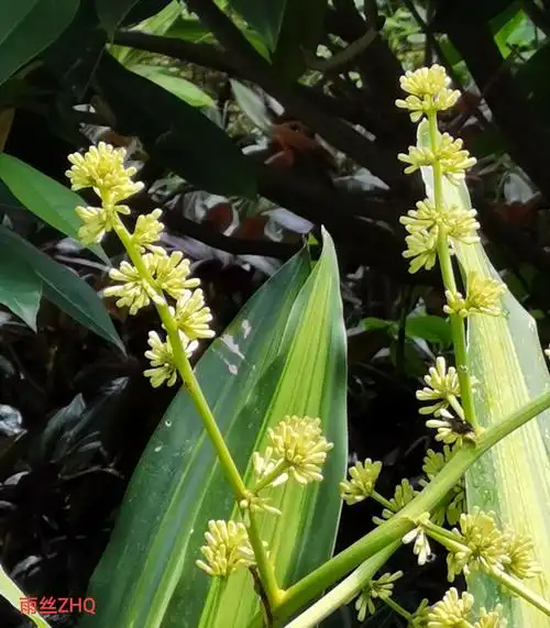 天门冬科香龙血树之花