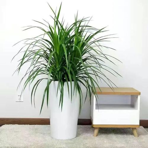 龙须树龙须铁龙须兰龙血树室内客厅大型盆栽绿植花卉 三颗70厘米高【