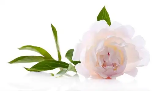 牡丹花瓣关闭图片-牡丹花瓣关闭素材-牡丹花瓣关闭插画-摄图新视界