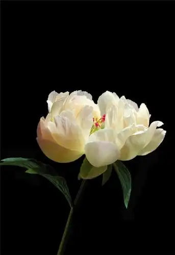 超高清牡丹花图片