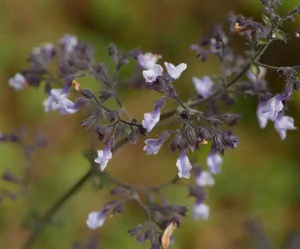 p>紫萼香茶菜(学名: i>isodon /i>  i>forrestii /i> (diels) kud  )