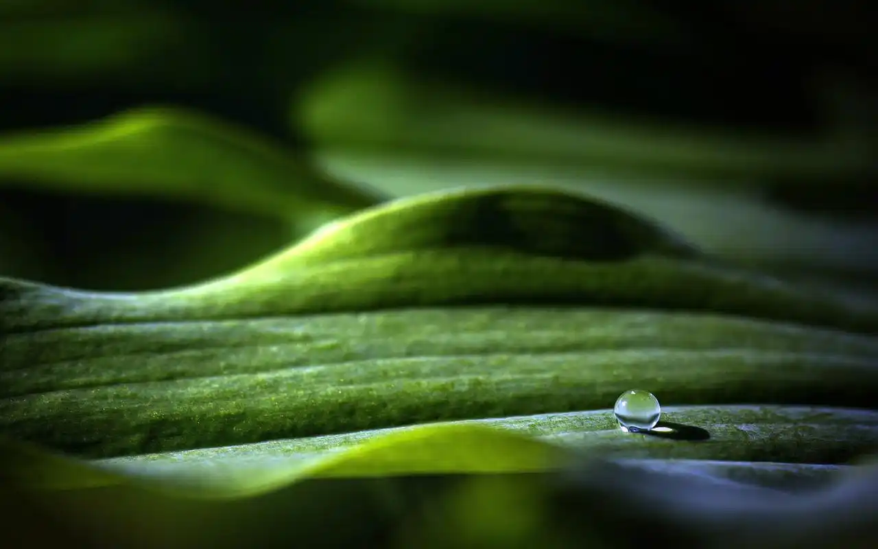 绿色植物叶子上的小水珠高清摄影桌面壁纸图片大全