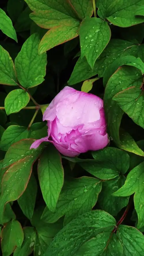 含苞待放的牡丹