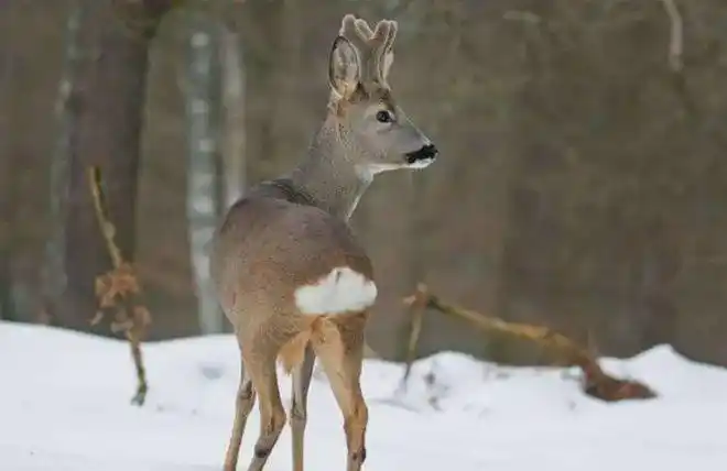 又叫"矮鹿,野羊",属于偶蹄目鹿科狍亚科狍属下一种中型鹿,和梅花鹿