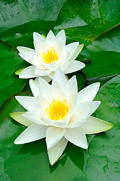 欧洲,白色,荷花,白睡莲