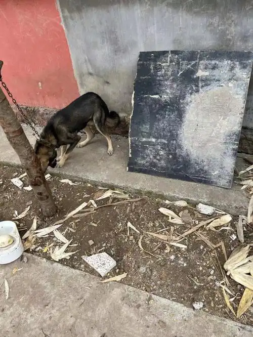 我们驱车赶紧赶过去,狗子就这样被拴着,皮包骨头的瘦的,就差被吃了