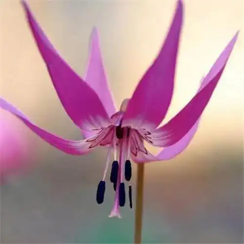 美丽鲜花头像图片大全 高清好看的唯美意境花朵微信头像_植物头像