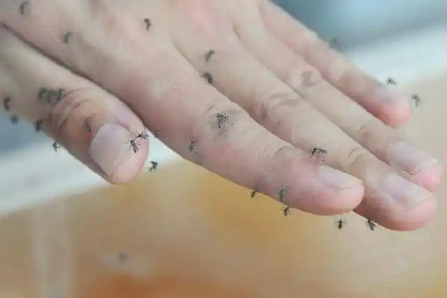 世界上最大的蚊子金腹巨蚊体长约30mm