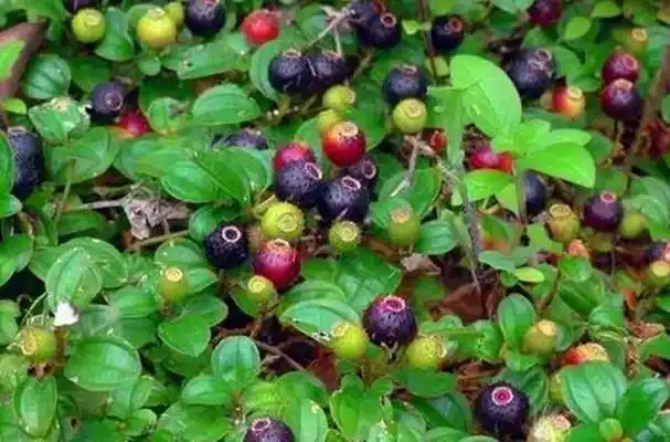 哪些水果是北方特有的? - 冷求网