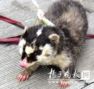 这是什么动物啊