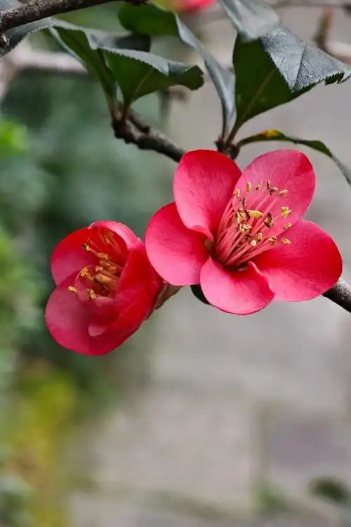 #春节摄影大赛##春节休闲去哪玩##小米徕卡影像大赛##不止旅行#