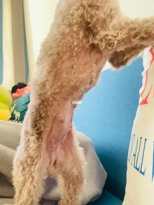 怀孕_泰迪_狗狗_狗狗怀孕_宠物_狗_养狗经验