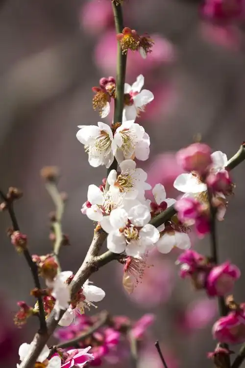 世纪公园梅花拍摄