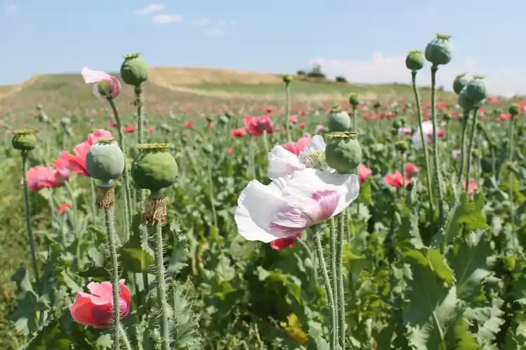罂粟,字段,自然,花,mohngewaechs,waldviertel,奥地利